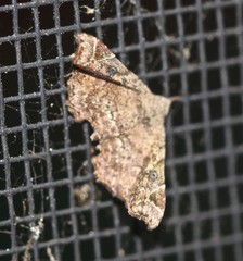 Esthlodora variabilis