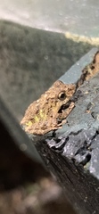 Pristimantis diadematus