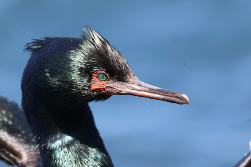 Pelagic Cormorant, photo 6 of 8