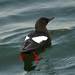 Black Guillemot - Photo (c) ecologyweb, some rights reserved (CC BY-NC-ND)