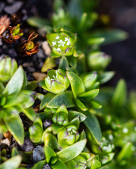 Colobanthus quitensis