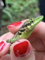 Anolis gemmosus