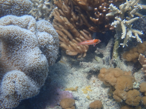 Macropharyngodon choati observed 2025-12-11