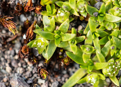 Colobanthus quitensis