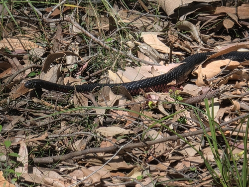 Red-bellied Black Snake sighting