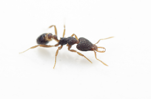 Strumigenys deuterasStrumigenys deuteras
