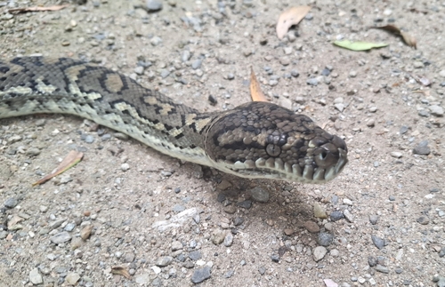Coastal Carpet Python sighting