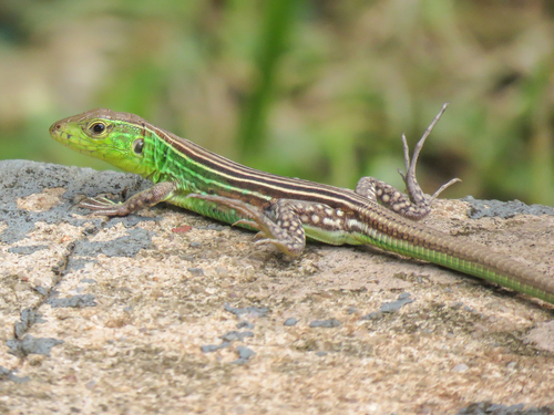 Cryptic Racerunner, Cnemidophorus cryptus