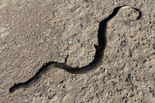 Eastern Brown Snake sighting