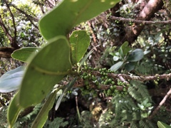 Melicope clusiifolia