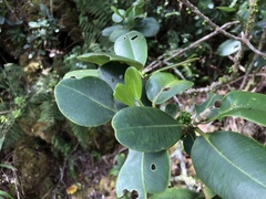 Melicope clusiifolia