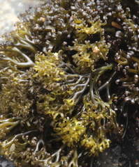 Psilophycus alveatus