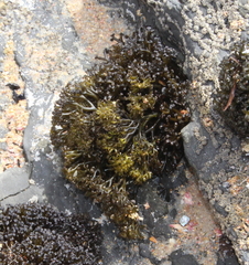 Psilophycus alveatus