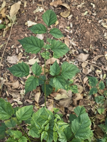 Millingtonia hortensis