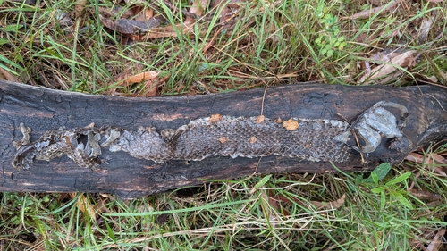 Australian Elapids (inc. Sea Snakes) sighting