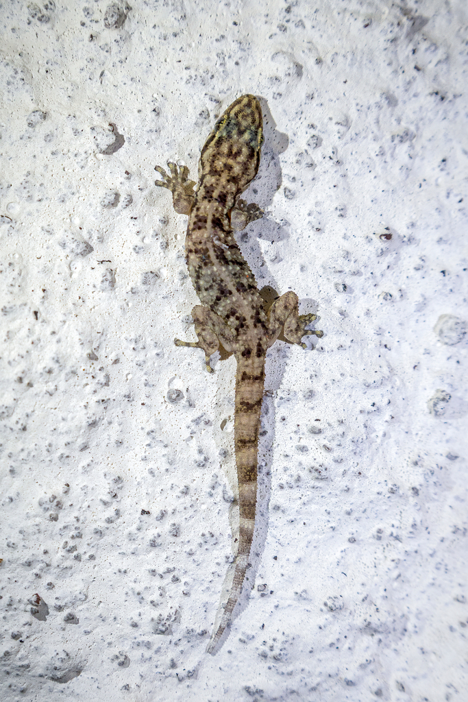 Darwin's Leaf-toed Gecko
