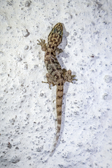 Darwin's Leaf-toed Gecko