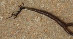 Glaphyrosiphon lindauri