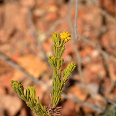 Acacia chippendalei