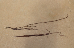 Glaphyrosiphon lindauri