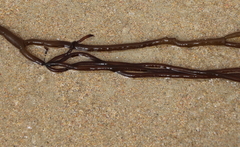 Glaphyrosiphon lindauri