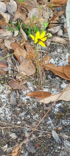 Unknown species found near Florida, Hillsborough, Balm area. Balm Scrub Preserve