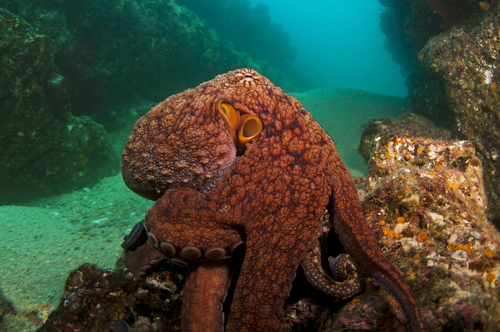 Hubb's Octopus