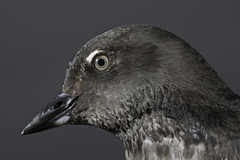 Cassin's Auklet photo 5