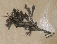 Xiphophora chondrophylla