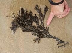 Xiphophora chondrophylla