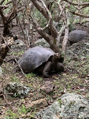 Chelonoidis niger chathamensis