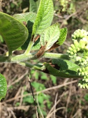 Tournefortia pubescens