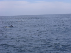 Delphinus