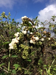 Tournefortia pubescens