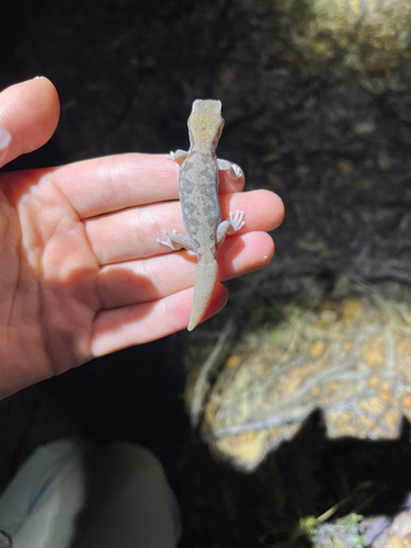 Giant Stone Gecko (rex), Diplodactylus granariensis