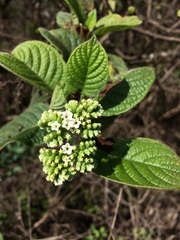 Tournefortia pubescens