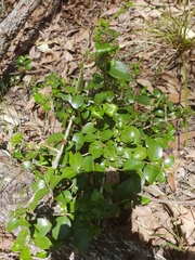 Psydrax odorata odorata