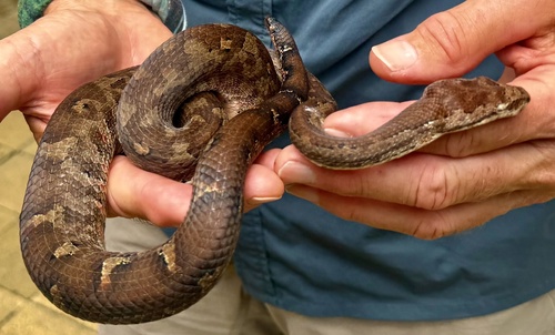 Bibron's Bevel-nosed Boa, Candoia bibroni