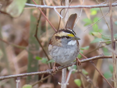White-throated Sparrow photographed in Arkansas