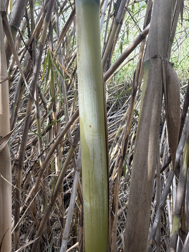 Phyllostachys nigra iNat (1)