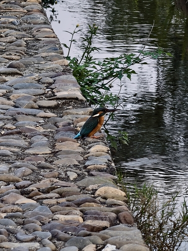 Common Kingfisher