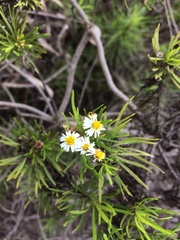 Darwiniothamnus tenuifolius
