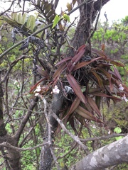 Ionopsis utricularioides