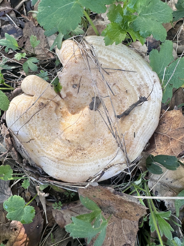 Lactarius alnicola · December 2025 · photo: © katrinamccollough (iNaturalist, cc0)