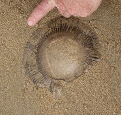 Aequorea forskalea