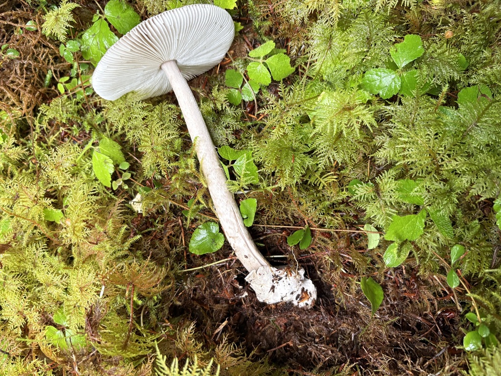 Amanita constricta · December 2025 · photo: © jerryn (iNaturalist, cc-by)