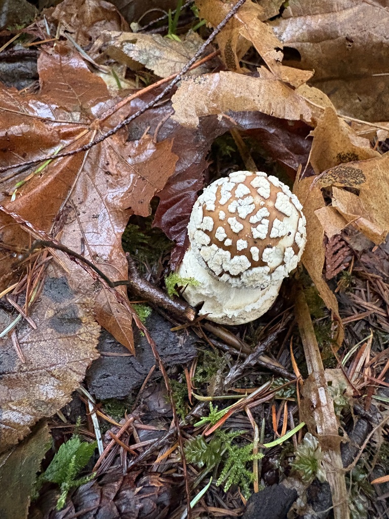 Amanita pantherinoides · December 2025 · photo: © jerryn (iNaturalist, cc-by)