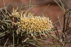 Hakea chordophylla