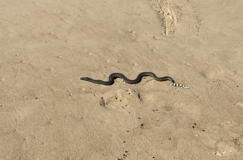Yellow-bellied Sea Snake sighting