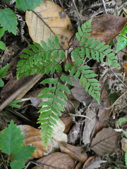 Adiantum fulvum
